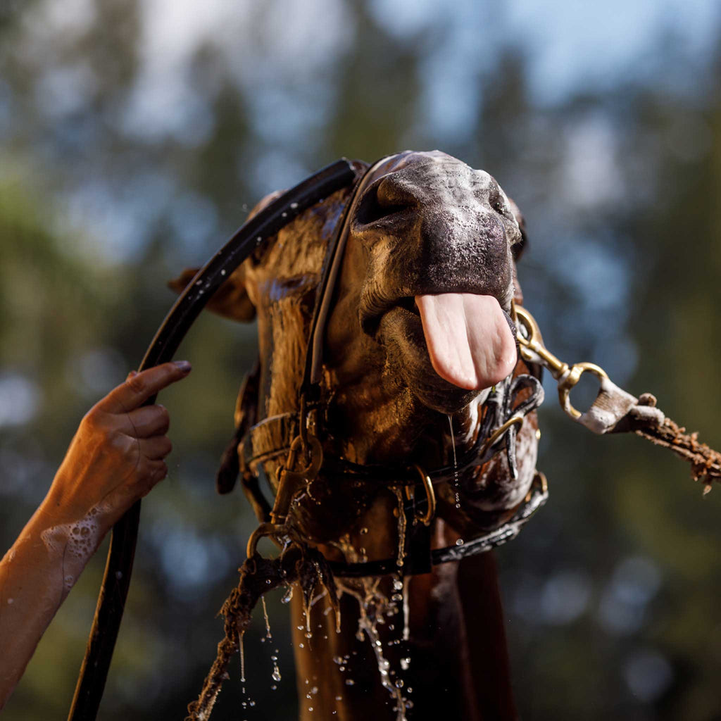 How to Wash Your Horse's Hair for Horse Hair Jewelry