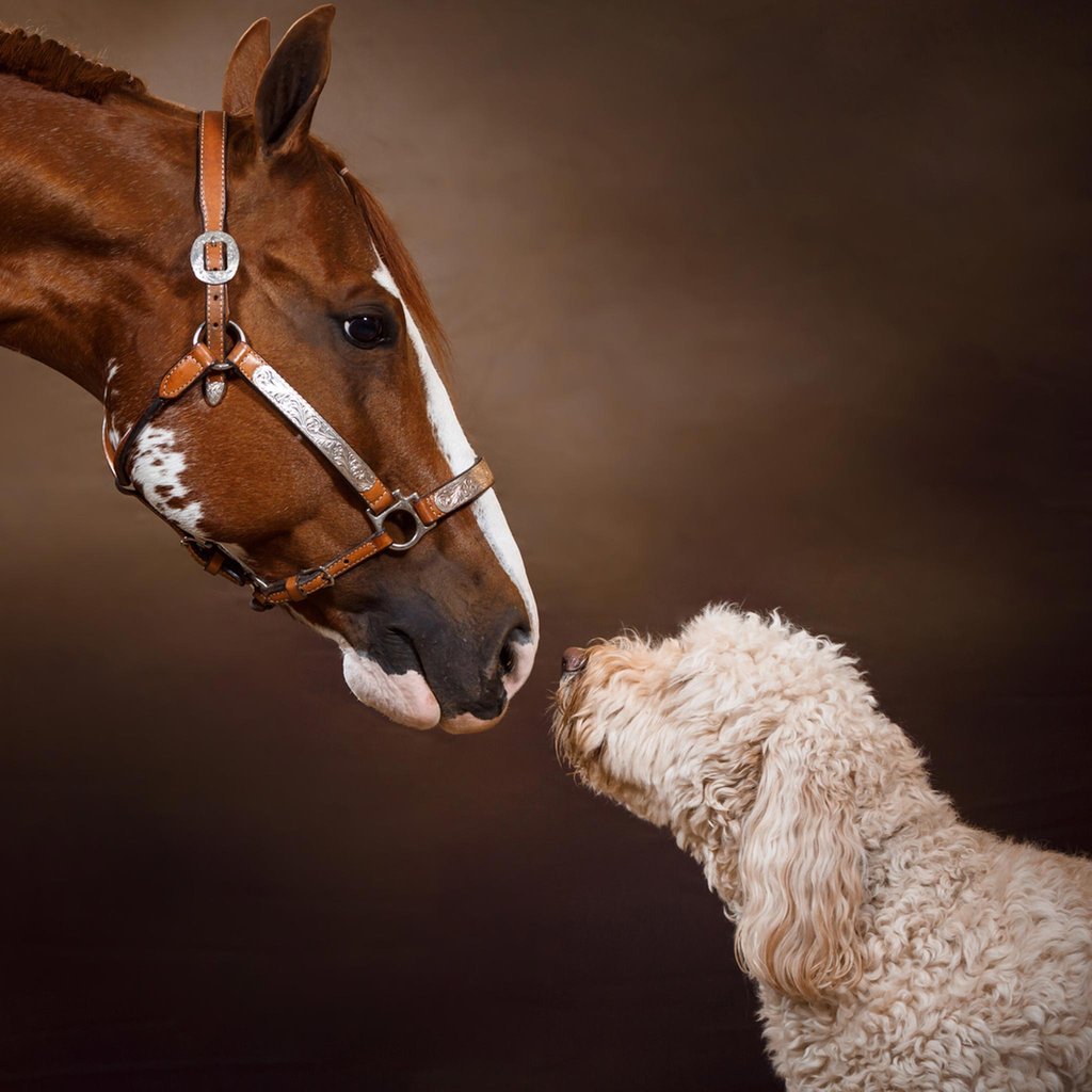 chestnut horse with white blaze nose to nose with blonde doodle